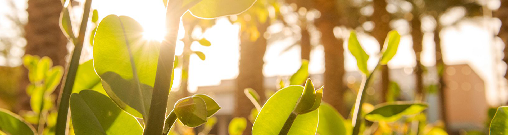 Sun coming through plants